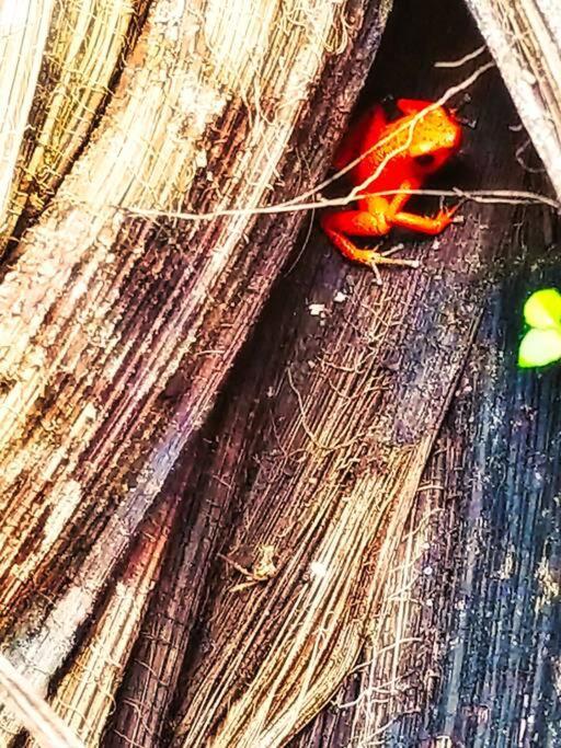 Poetry Garden Bocas Town Colon Island Villa Exterior foto