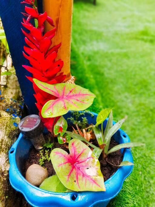 Poetry Garden Bocas Town Colon Island Villa Exterior foto