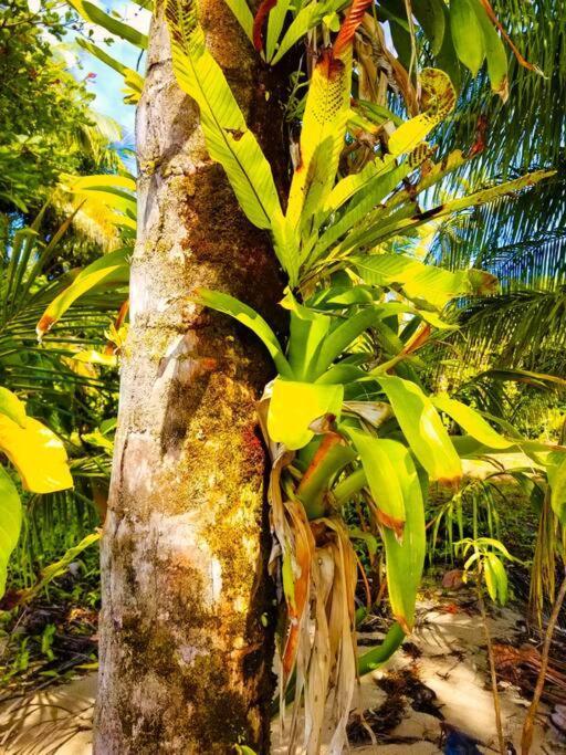 Poetry Garden Bocas Town Colon Island Villa Exterior foto